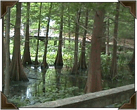 Louisiana scenery