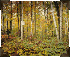Maine scenery